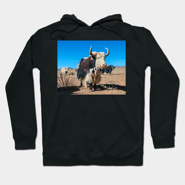 Yak, Tibet. Hoodie by bulljup